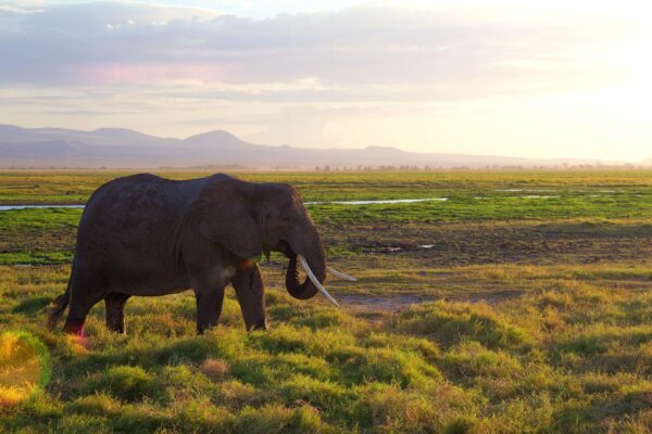 7-Day Classic Big Five Adventure Trails Safari