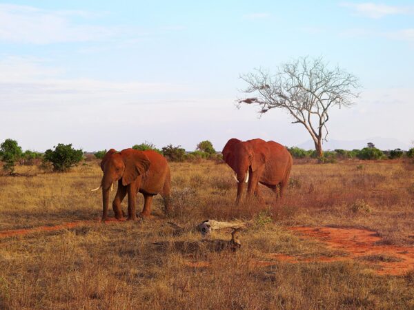 3-Day Northern Tanzania Safari: Tarangire, Ngorongoro & Manyara