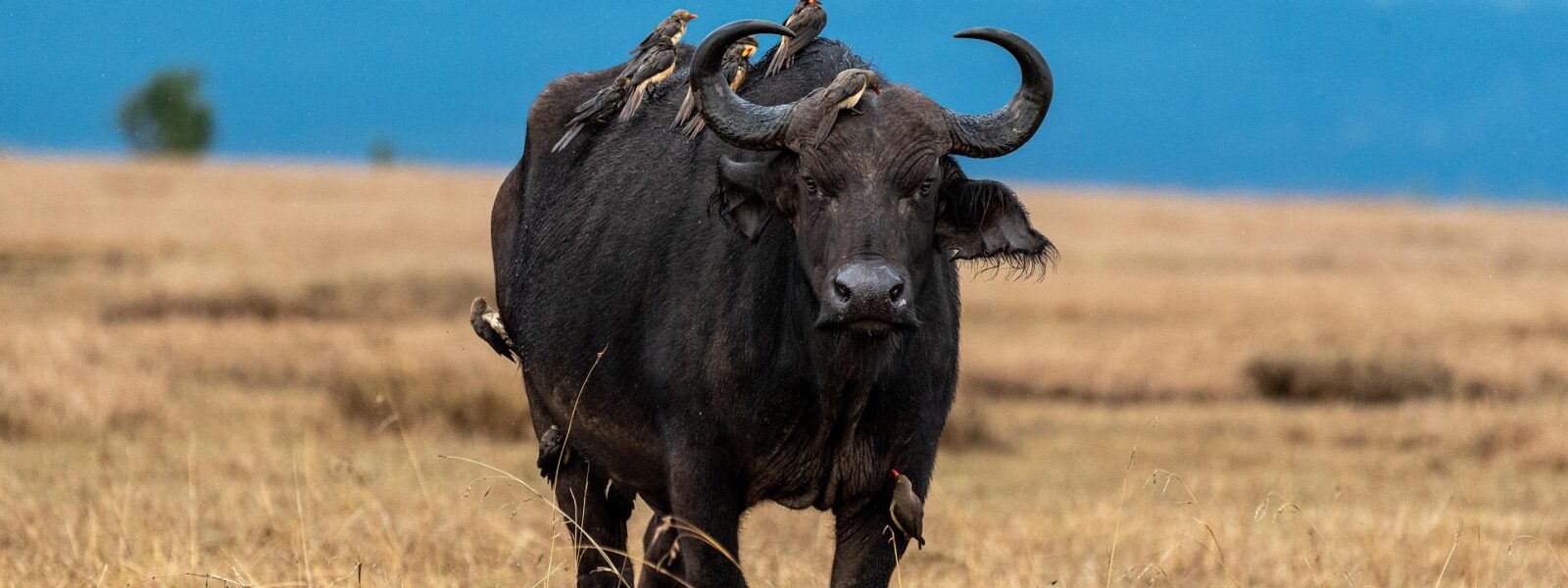 Nyerere National Park