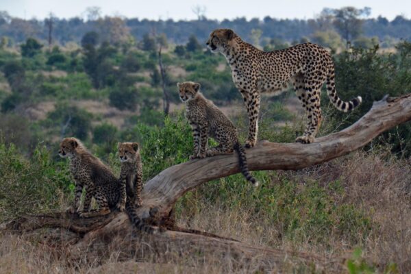 6-Day Tanzania Safari: Tarangire, Ngorongoro, Serengeti & Lake Manyara