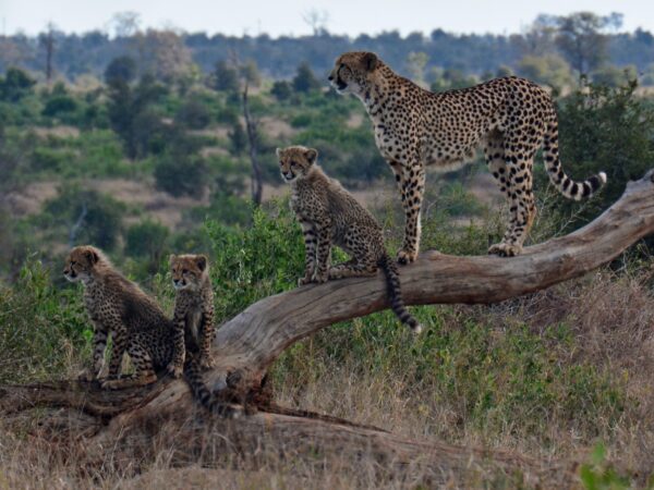 6-Day Tanzania Safari: Tarangire, Ngorongoro, Serengeti & Lake Manyara