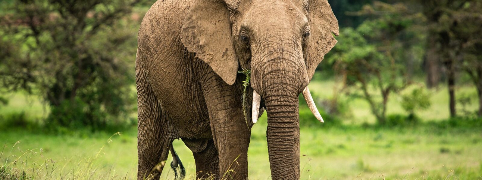 Tarangire National Park
