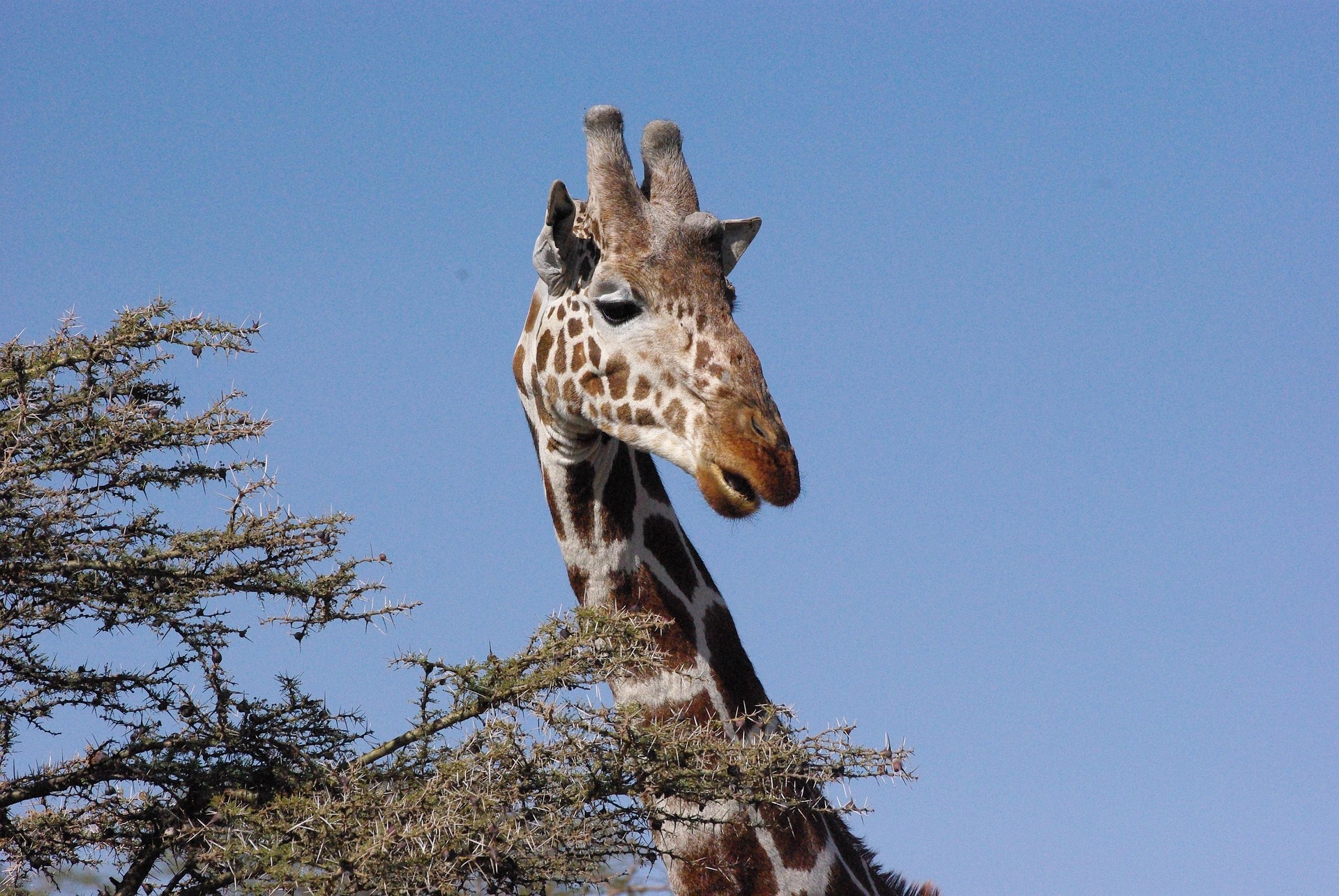 Ruaha National Park