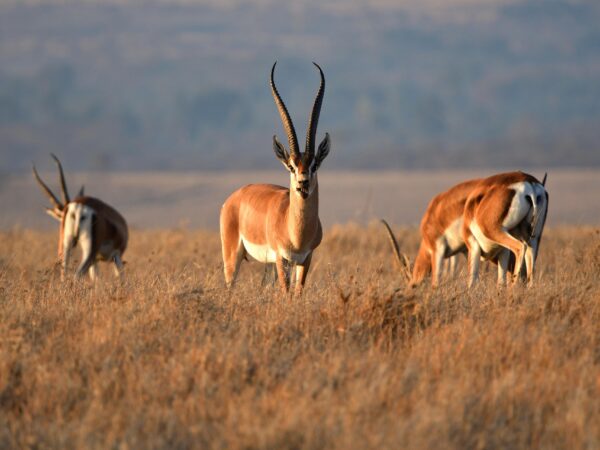 5-Day Mikumi & Ruaha Plains Wildlife Safari