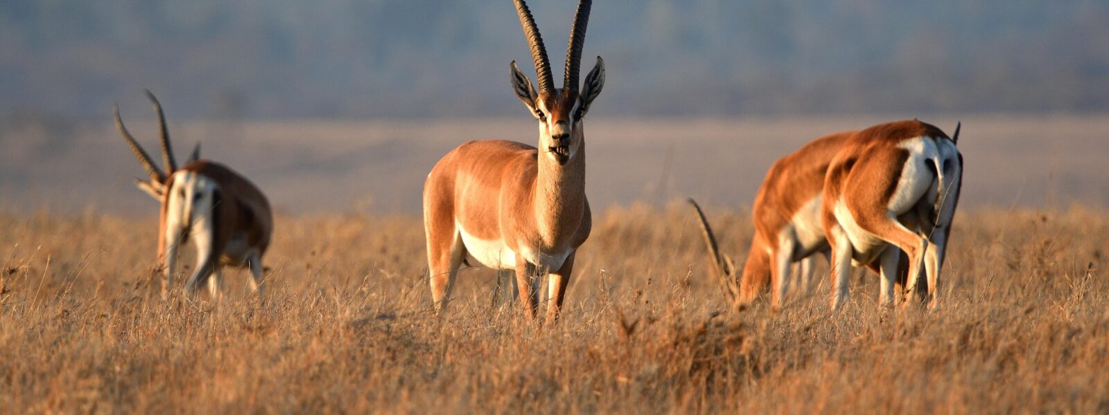 Mikumi National Park