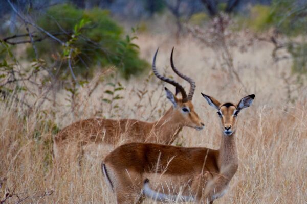 4-Day Mikumi & Nyerere National Park Wildlife Escape