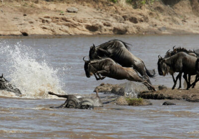 The Great Migration Explained: Where to See It and When