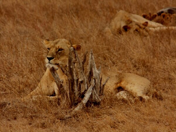 5-Day Tanzania Safari: Tarangire, Ngorongoro & Serengeti