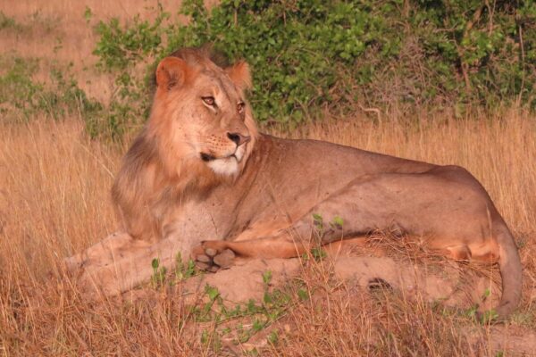 4-Day Best of Serengeti Wildlife Safari