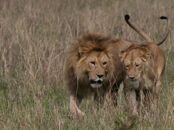 4 Day – Classic Northern Tanzania Safari: Tarangire, Serengeti & Ngorongoro