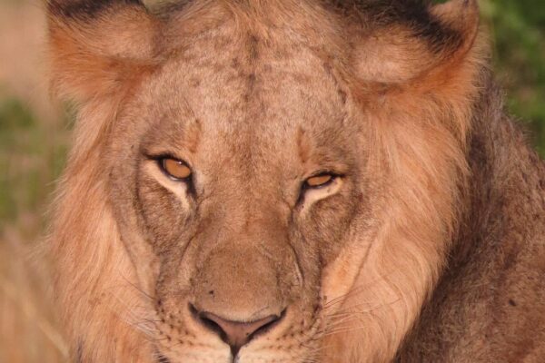 6-Day Serengeti Plains, Ngorongoro Crater & Tarangire Wildlife Journey