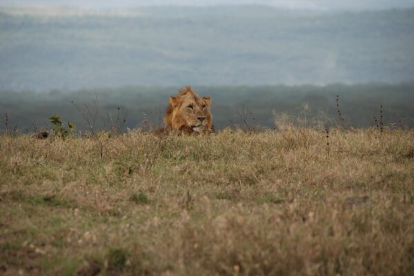 3-Day Serengeti Fly-In Wildlife Safari
