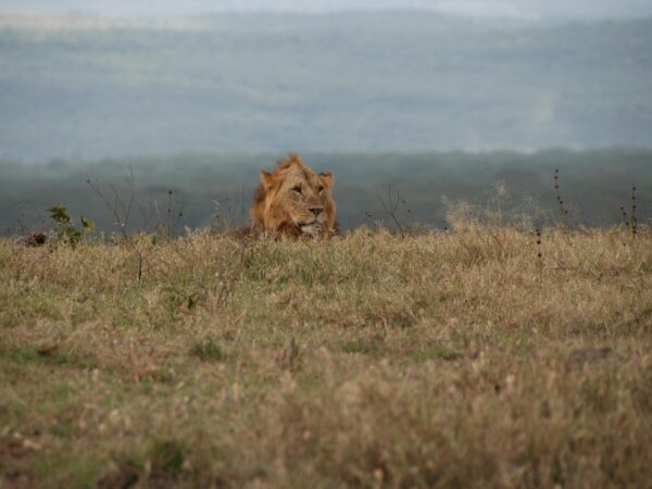 3-Day Serengeti Fly-In Wildlife Safari