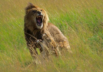 Serengeti Safari Guide: What to Expect on Your First Game Drive