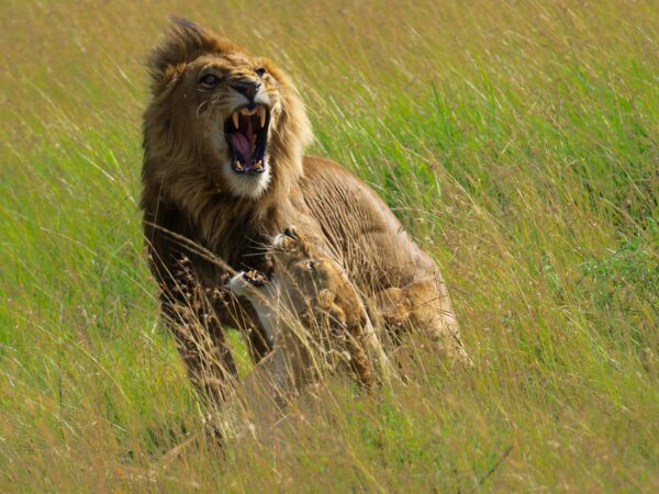 5-Day Serengeti & Ngorongoro Big Cat Safari