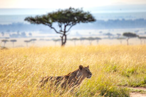 8-Day Serengeti Rivers, Crater Depths & Village Horizons Safari