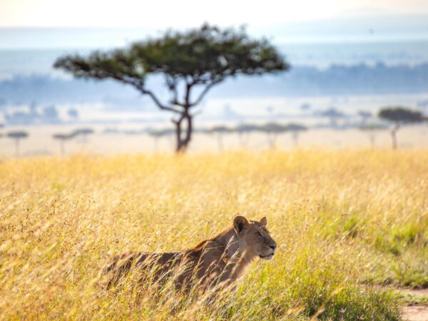 8-Day Serengeti Rivers, Crater Depths & Village Horizons Safari