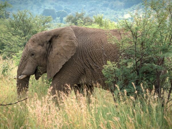 Tarangire National Park – Day Trip