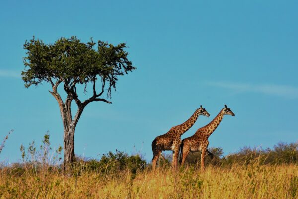 7-Day Tanzania Safari: Tarangire, Ngorongoro, Serengeti & Lake Manyara