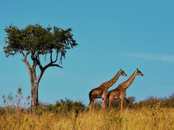 7-Day Tanzania Safari: Tarangire, Ngorongoro, Serengeti & Lake Manyara